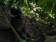 Identifikasi Mayat Di Pohon Manggis Di Evakuasi Polsek Wonosobo Tanggamus