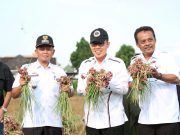 Zaiful Bokhari Tinjau Langsung Aktivitas Panen Raya Bawang Merah Di Lampung Timur