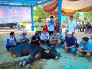 Persatuan Wartawan Indonesia (PWI) Tulang Bawang Potong 1 Ekor Sapi Kurban