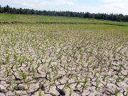 Petani Tubaba Menjerit Karena Belum Diguyur Hujan