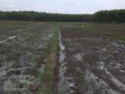 Memasuki Musim Penghujan Petani Padi Tiyuh Pulung Kencana Mulai bercocok Tanam