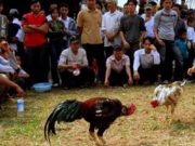 Tak Terendus Polisi Judi Sabung Ayam di Tiyuh Pagar Dewa Adem Ayem