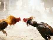 Baru Minggu Lalu Judi Sabung Ayam di Gulung Polisi, Sekarang Muncul Lagi