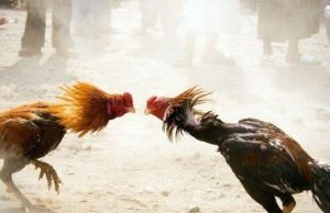 Baru Minggu Lalu Judi Sabung Ayam di Gulung Polisi, Sekarang Muncul Lagi