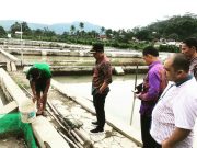Bupati Lampung Barat Tinjau Bibit Ikan Di Balai Benih Ikan (BBI)