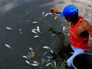 Diduga 2 PT Di Wilayah OKI Cemari Sungai Mesuji