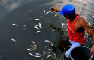 Diduga 2 PT Di Wilayah OKI Cemari Sungai Mesuji