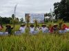 Bupati Lamteng Hadiri Panen Padi Di Kecamatan Trimurjo Lamteng