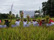 Bupati Lamteng Hadiri Panen Padi Di Kecamatan Trimurjo Lamteng