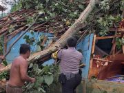 Sebuah Rumah Warga Tanggamus Rusak Berat Akibat Tertimpa Pohon
