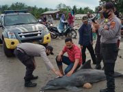 Seekor Lumba-Lumba Terdampar Di Pantai Saumil Wonosobo Tanggamus