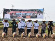 Percepatan Tanam Jagung Hibrida Perdana Di Kota Metro