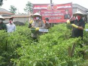 Bupati Tubaba Dampingi Danrem Dan Kapolda Panen Raya di Kampung Tangguh Nusantara