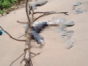 Sesok Mayat Tanpa Identitas Ditemukan Warga Tertindih Kayu Besar