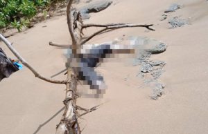 Sesok Mayat Tanpa Identitas Ditemukan Warga Tertindih Kayu Besar