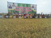 Kepala Dinas Ketahanan Pangan Mesuji Mendorong Peningkatan Kesejahteraan Petani