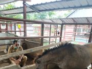 Kado Untuk HUT-12 Mesuji
