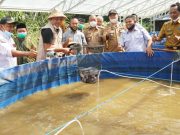 Bupati TuBaBa, Panen Perdana Ikan Lele di Pondok Darussholihin Tebu Ireng 12