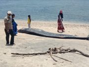 Ikan Paus Panjang 5,5 Meter Terdampar Di Pantai Pekon Tengor Tanggamus