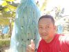Pisang Cavendish di Budidaya Warga Tiyuh Gunung Agung