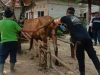 Pemerintah Kabupaten Tulang Bawang Barat, Terus Berupaya Meningkatkan Populasi Ternak Sapi