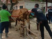 Pemerintah Kabupaten Tulang Bawang Barat, Terus Berupaya Meningkatkan Populasi Ternak Sapi