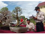 Bupati Lambar Hadiri Acara Gebyar Bonsai, Bumi Skala Bekhak Tahun 2021