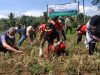 Bupati Tanggamus Hadiri Panen Bawang Merah Di Pekon Simpang Kanan