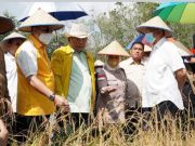 Sudin Kunjungan Kerja dan Tinjau Lahan Kering Padi Gogo di Tubaba