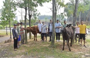 Pemda Tubaba, Serahkan 2 Ekor Sapi untuk Insan Pers