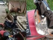 Kendaraan Roda Dua jadi Korban Amukan Hewan Kurban