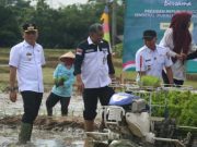 Wali Kota Metro Dan Gubernur Lampung Tanam Serentak Padi di Tejosari